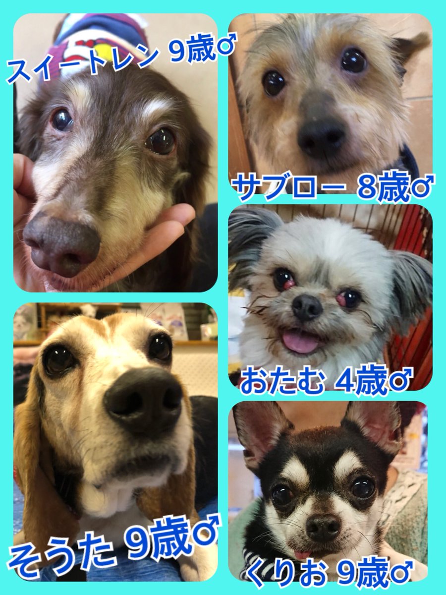 🐾今日の里親様募集中ワンコ🐶メンバーです🐾2019,4,23